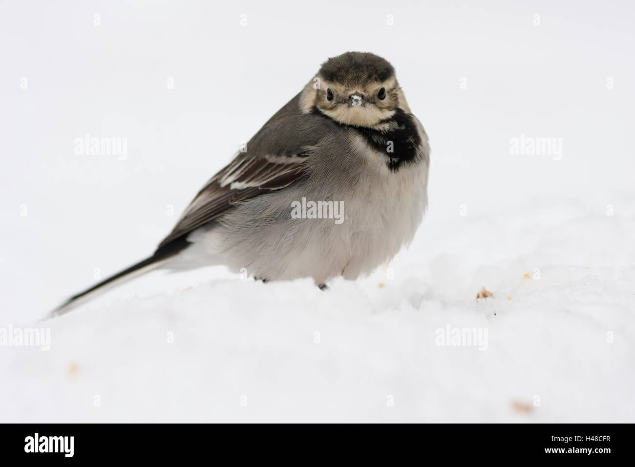 pied wagtail in snow Stock Photo