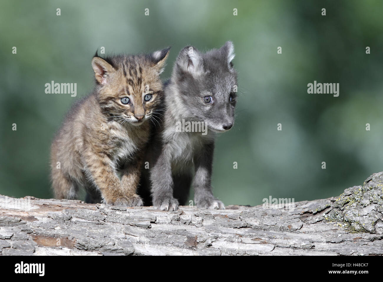 Red lynx, Lynx rufus, ice cream fox, Alopex lagopus, young animals, trunk  Stock Photo - Alamy