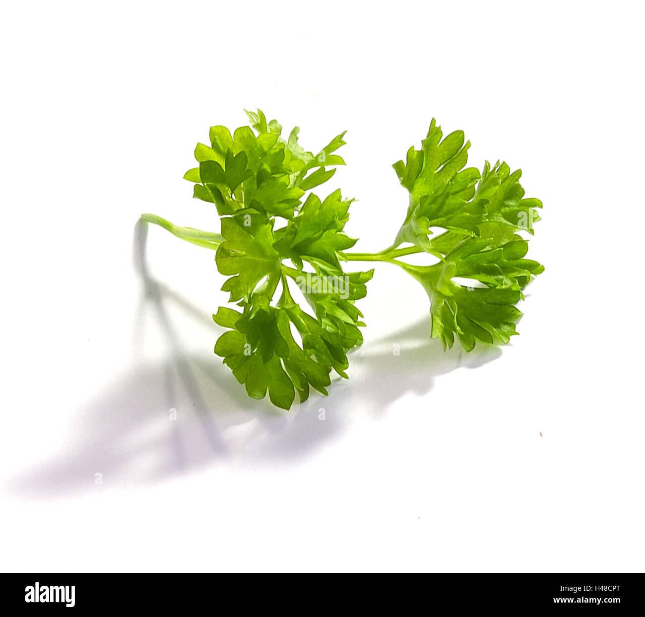 Parsley stalk hires stock photography and images Alamy