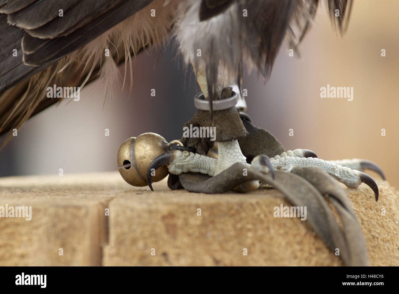 Stone eagle, detail, foot, claws, ring, bell, feathers, chunk wood, Stock Photo