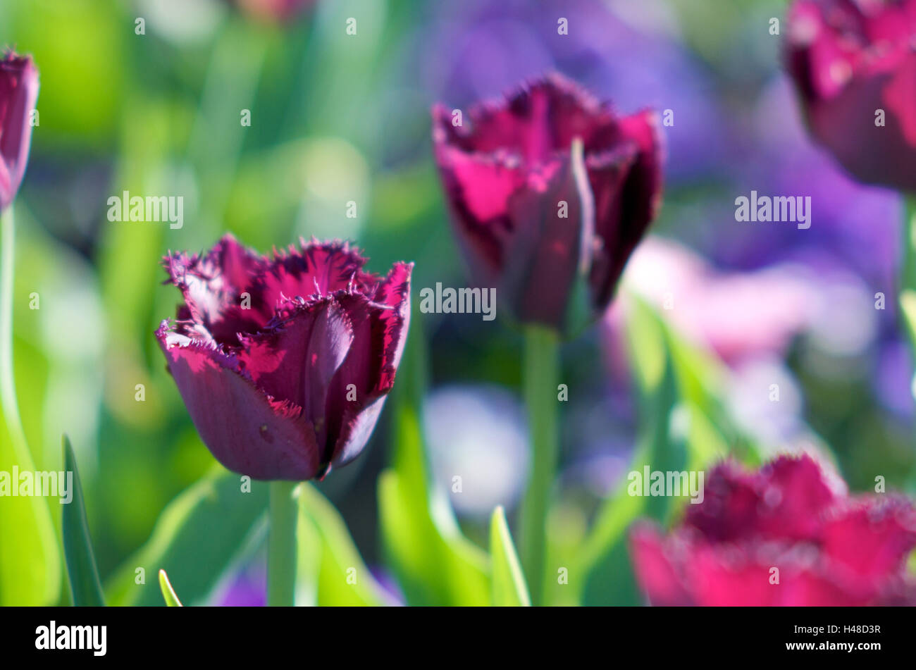Tulips, blossoms, mauve, sunlight, Stock Photo