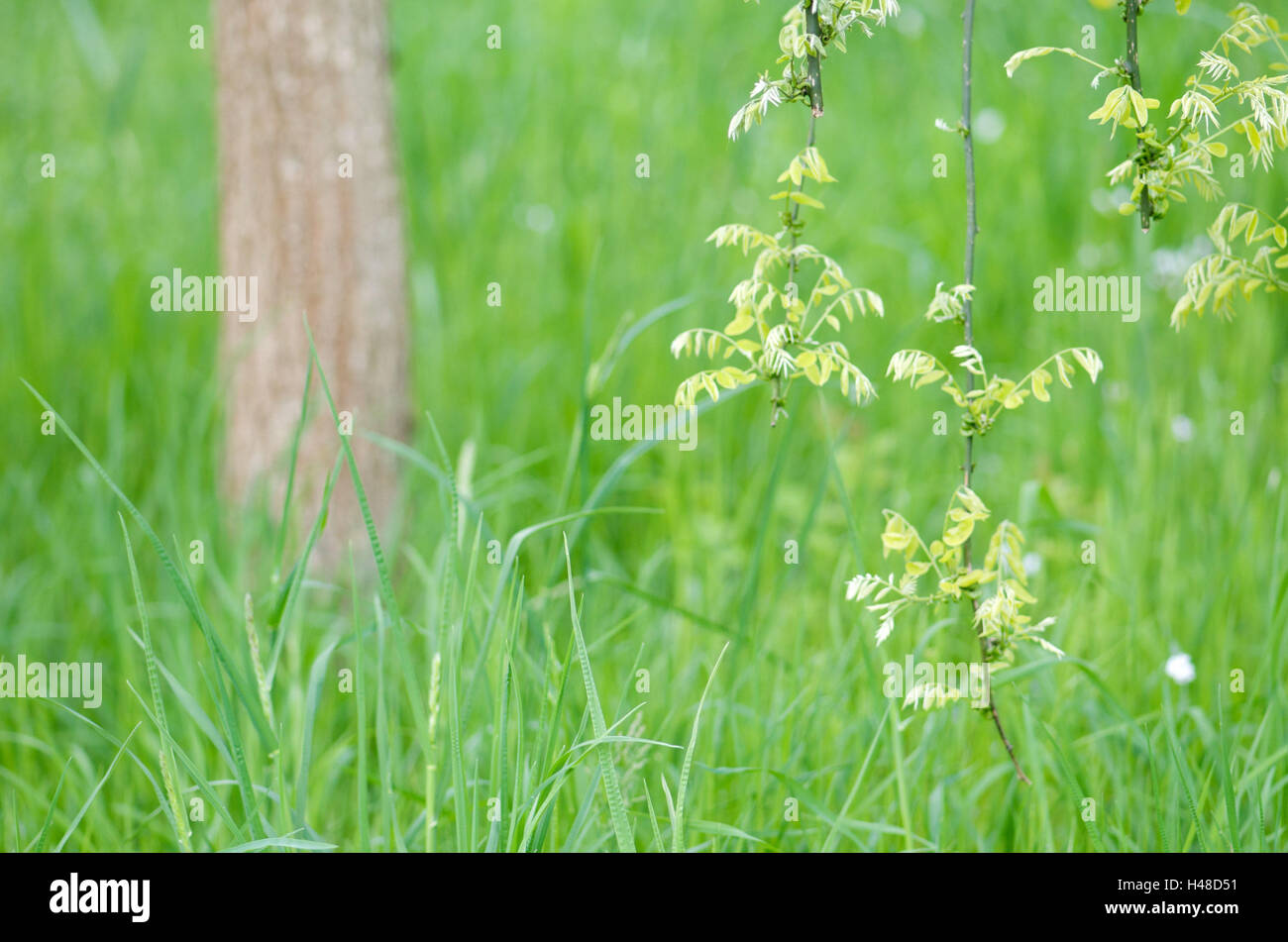 Japanese pagoda tree, Styphnolobium japonicum, branches, hanging, close-up, meadow, detail, Stock Photo