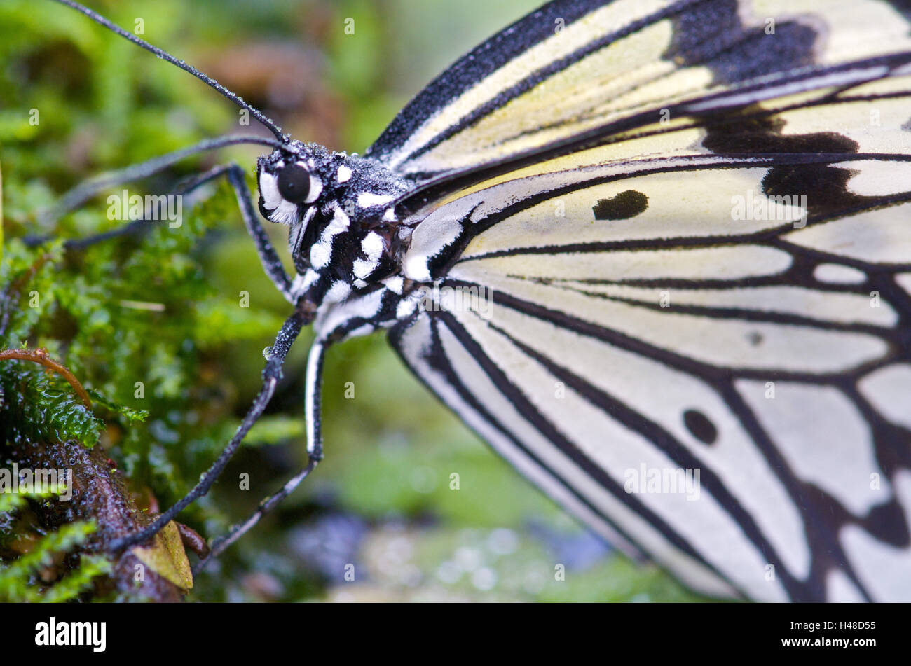 Butterfly, moss, close-up Stock Photo - Alamy