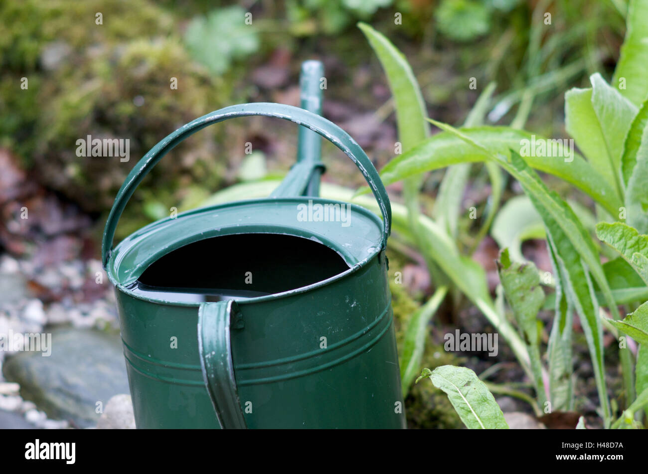 Tin watering can in vegetable bed, Stock Photo