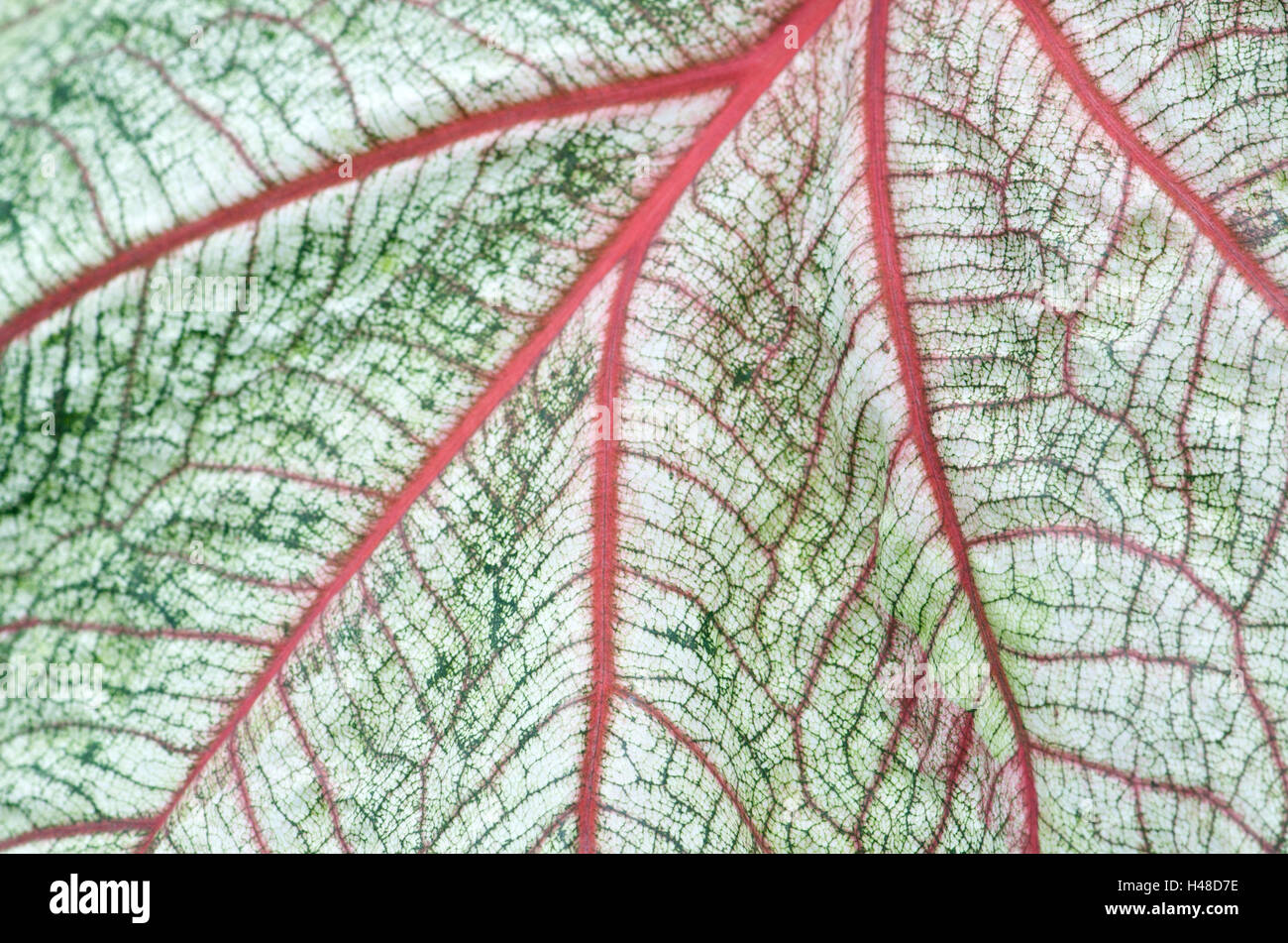 Leaf, green, red leaf-veins, close-up, Stock Photo