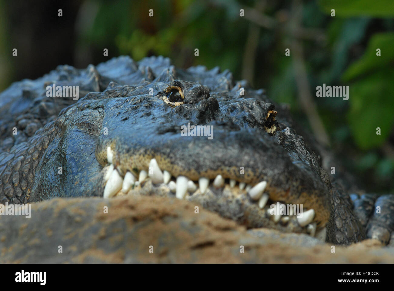Crocodile, detail, lie, mouth, cogs, animal, wild animal, Wildlife, danger, dangerously, lurk, rest eyes, view, observation, predator, reptile, patience, wait, outside, Stock Photo