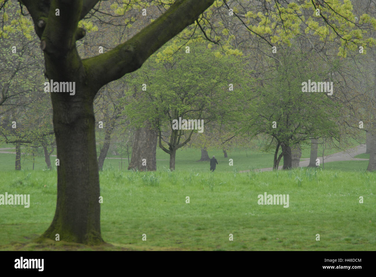 Great Britain, England, London, Hyde Park, fog, Europe, town, city, destination, place of interest, park, meadow, trees, nature, dreary, cloudily, foggy, way, man, person, loneliness, Stock Photo