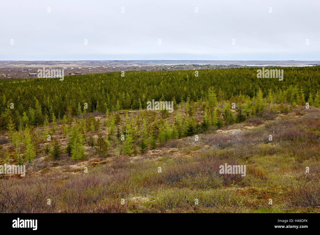 view of the caldera, planted pine forest and lava fields of the kerid volcano region southern Iceland Stock Photo
