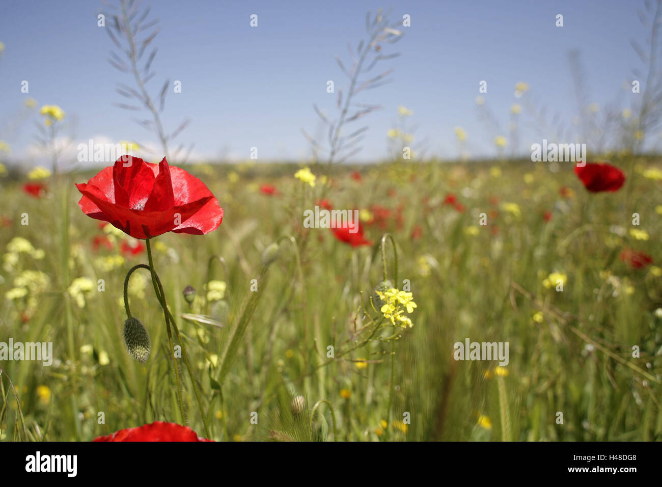 Spain, meadow, spring, nature, trees, spring meadow, wild flower meadow, wild flowers, flower meadow, flowers, poppies, clap poppy seed, blossom, grass, season, springlike, nobody, nature, scenery, Stock Photo