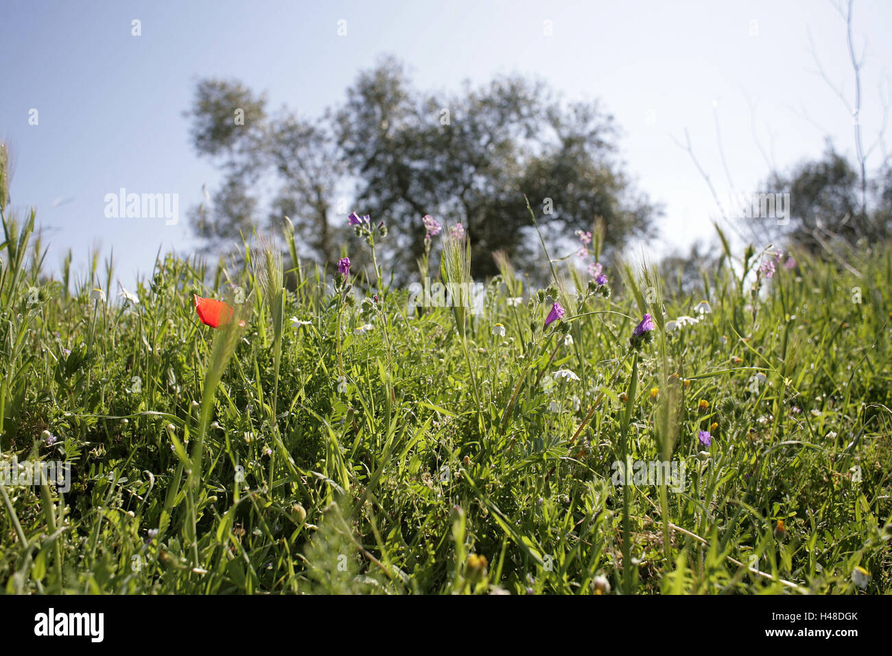 Spain, meadow, spring, nature, trees, spring meadow, flowers, grass, season, springlike, nobody, nature, Stock Photo