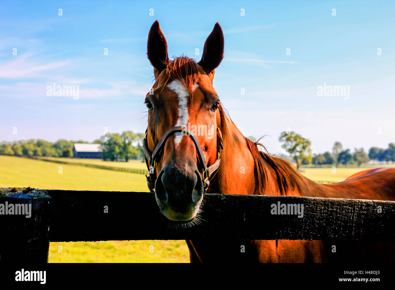 Horses enjoying the summer at farms around Versailles nr Lexington, KY