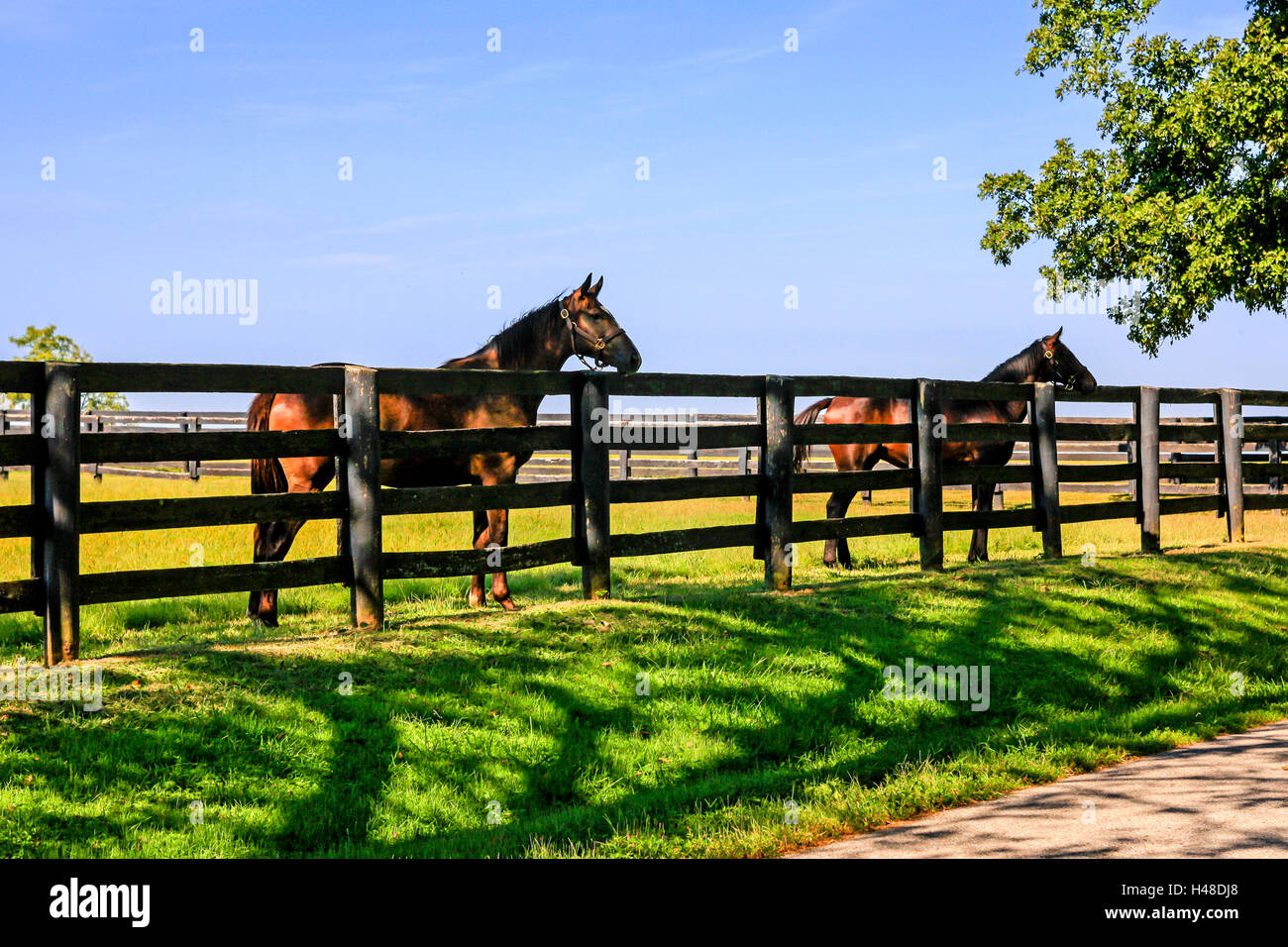Lexington kentucky horse farm hires stock photography and images Alamy