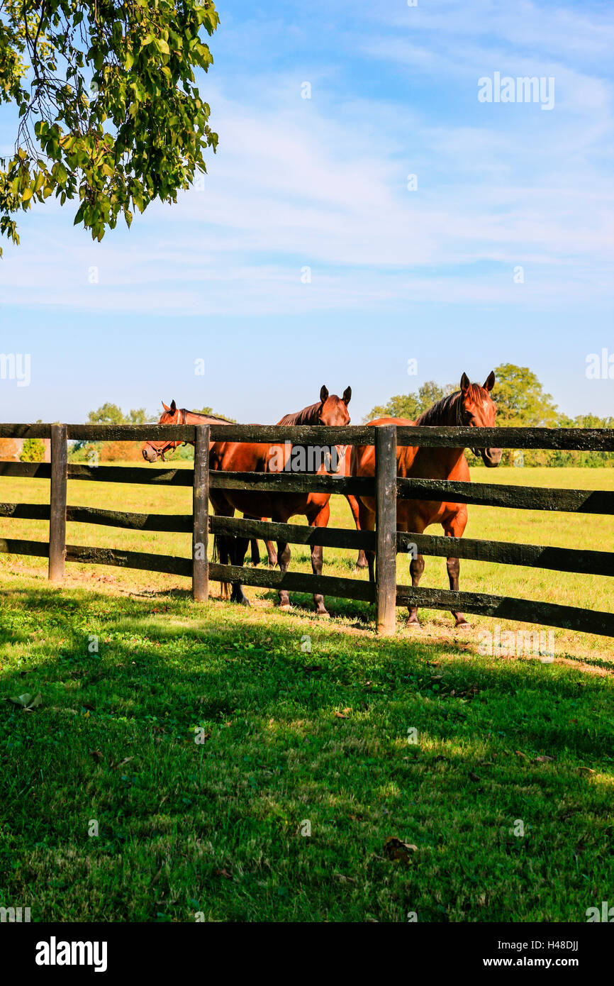 Horses enjoying the summer at farms around Versailles nr Lexington, KY