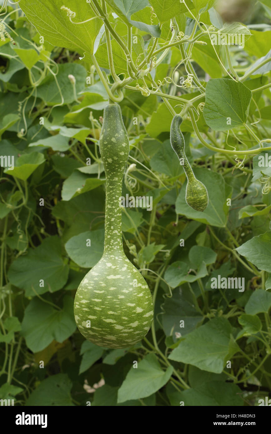 Bottle gourd hires stock photography and images Alamy