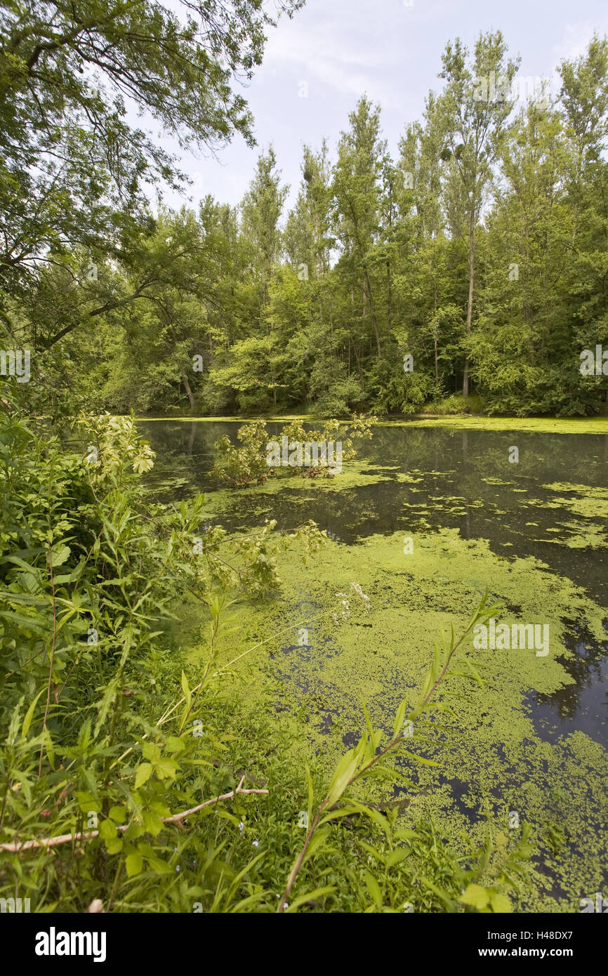 Germany, nature reserve, meadow wood, lake, water plants, Stock Photo