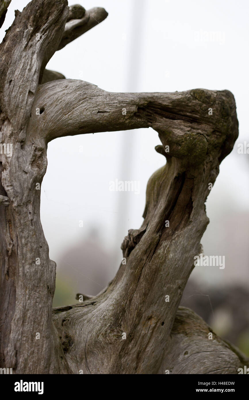 Rügen, Baltic Sea, tree, shape, wood, trunk, rotten, branch, branches, looking through, Stock Photo