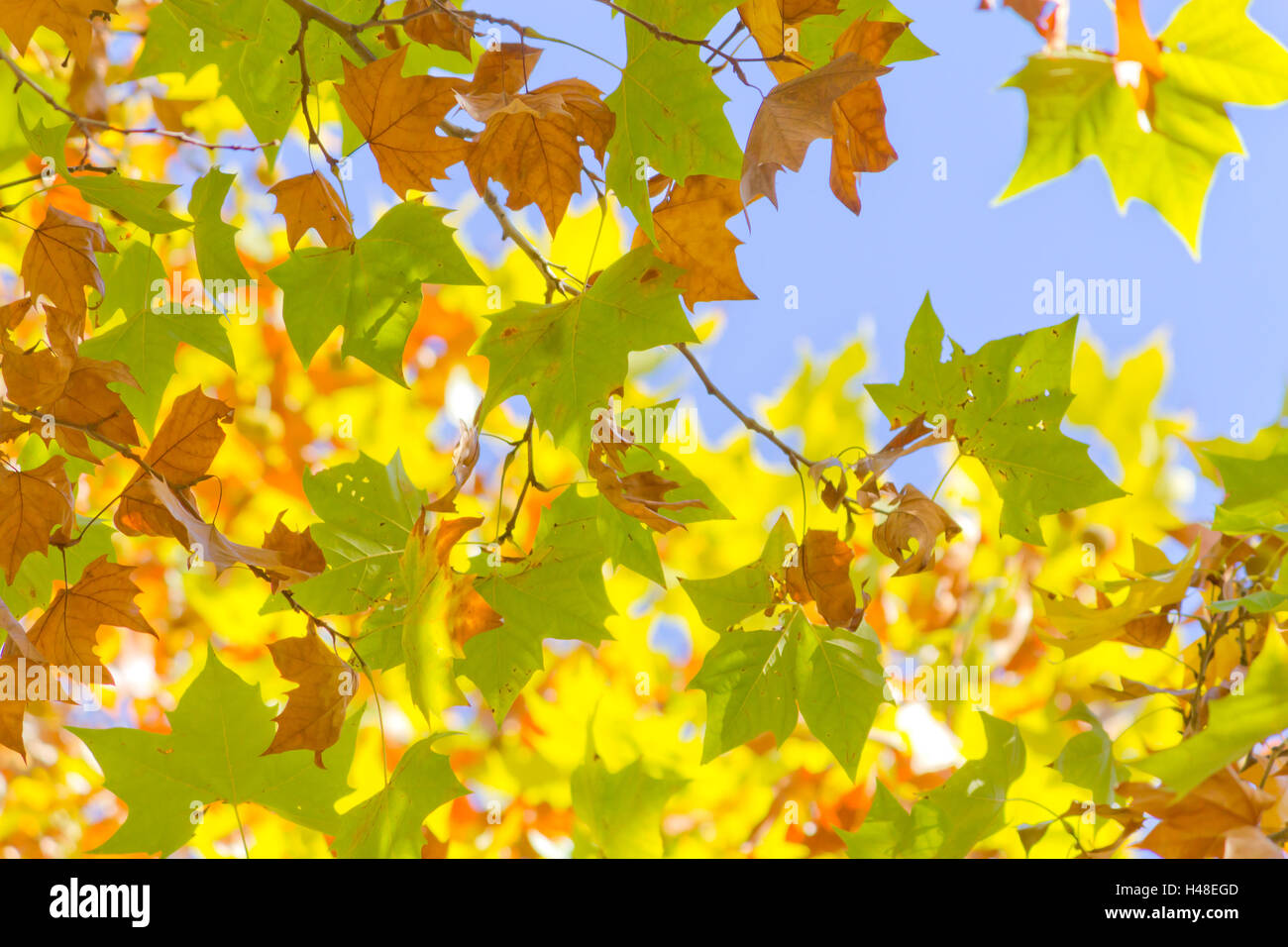 maple tree leaves with a blue sky in a sunny day Stock Photo - Alamy