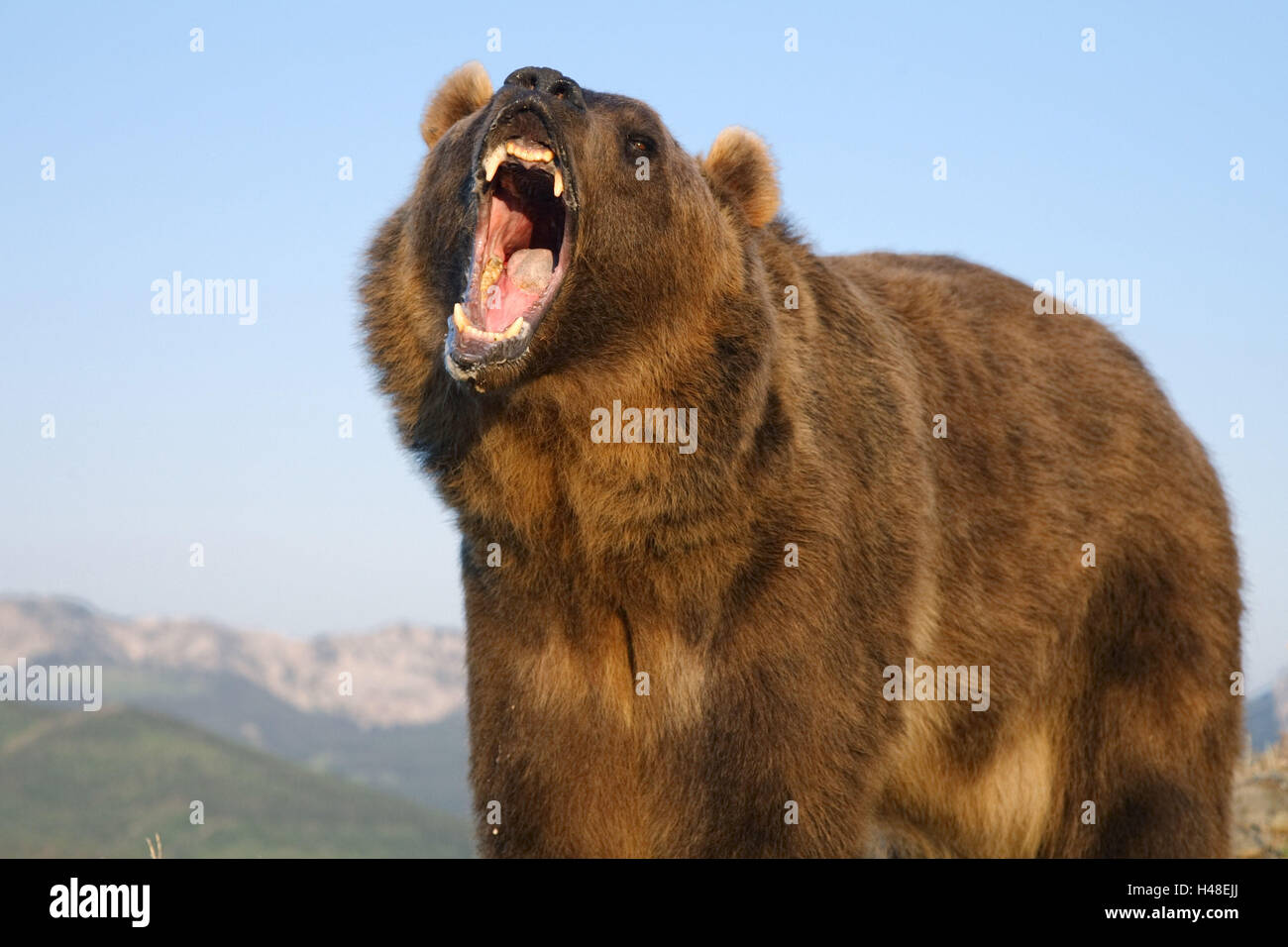 Grizzly bear, Ursus arctos horribilis, roar, the USA, Montana, Stock Photo