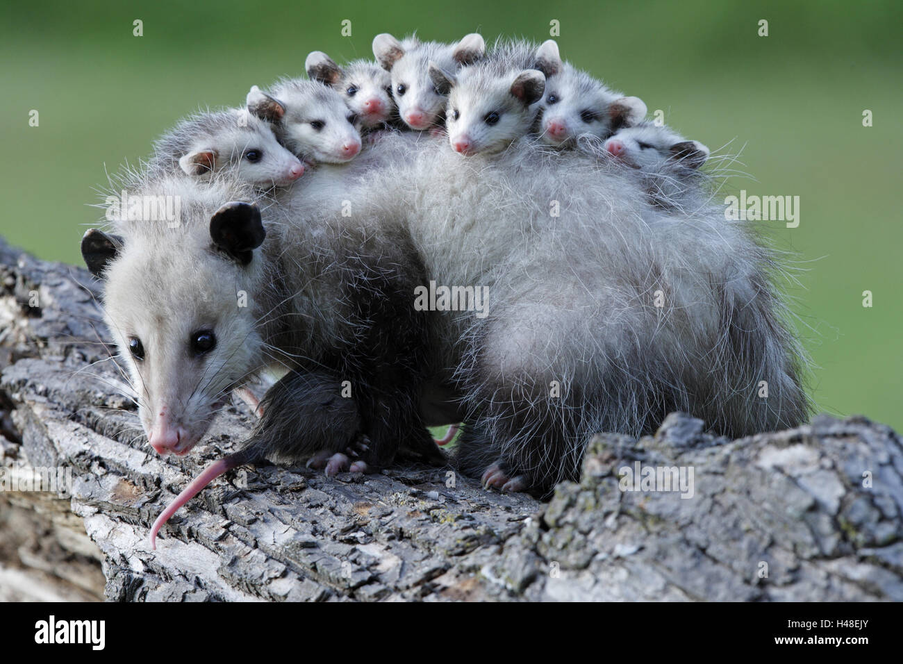 North American opossum, Didelphis virginiana, parental animal, young animals,  hump Stock Photo - Alamy