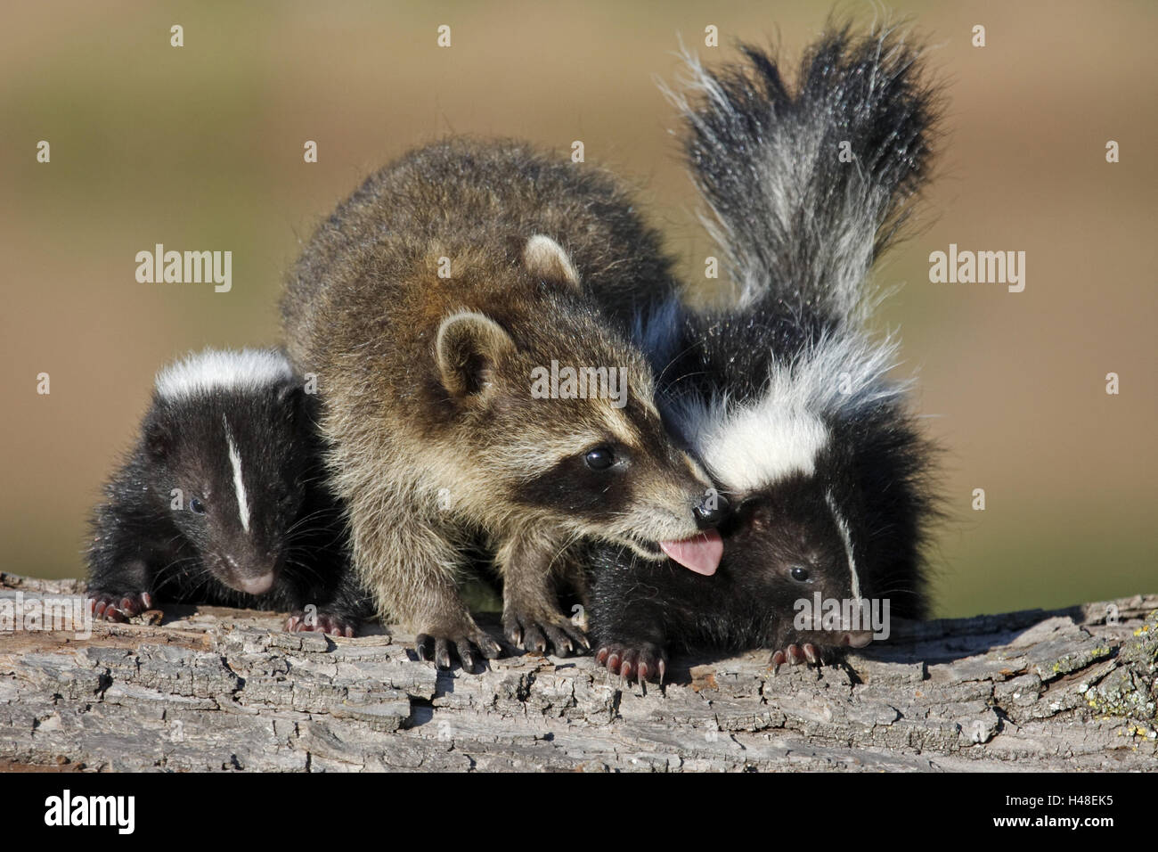 Racoon, Procyon lotor, skunks, Mephitis mephitis, young animals, trunk, Stock Photo
