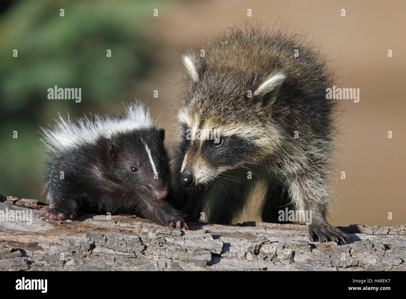 Racoon, Procyon lotor, skunk, Mephitis mephitis, young animals, trunk, Stock Photo
