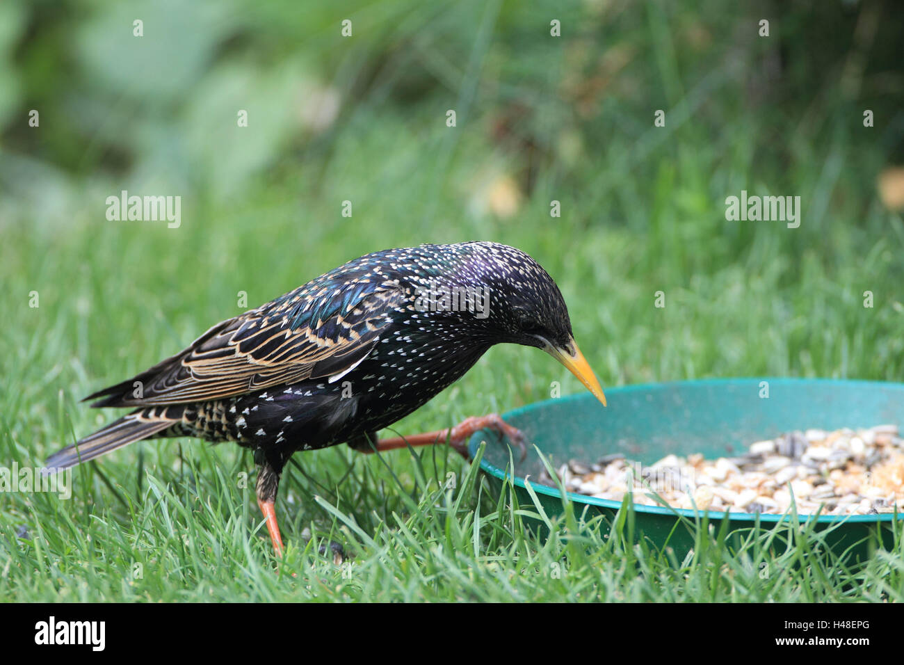 Starling on the feeding ground, Germany, feed, bird, wild animal, animal, eat, Starling, bird table, side view, birdseed, close-up, Stock Photo