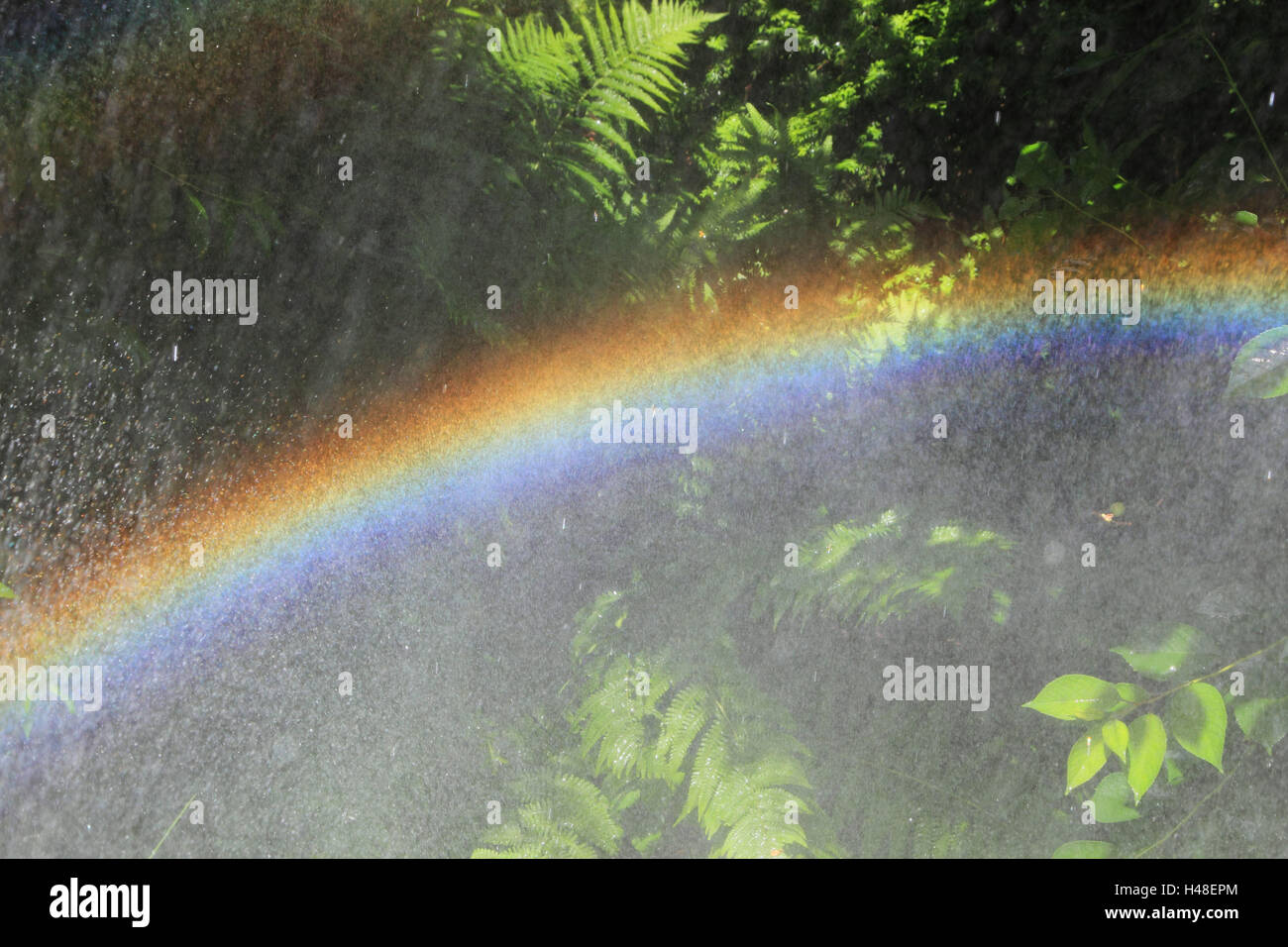 Rainbows, rains, landscape format, garden, Germany, medium close-up, brightly, raindrops, films, leaves, green, sunshine, Stock Photo