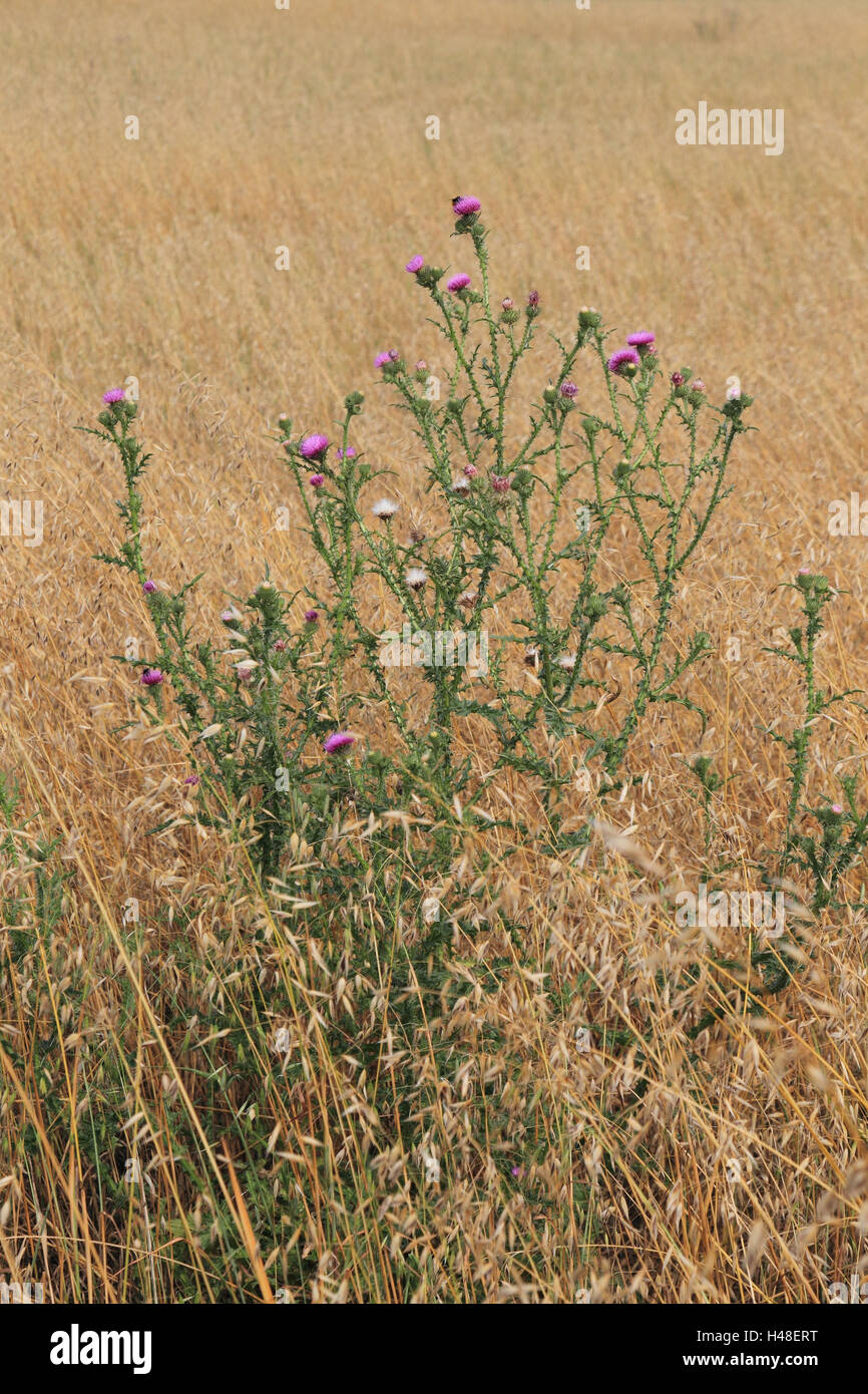 Real Kratzdistel, vertical format, thistle, plant, flower, Kratzdistel, plant, field, grain field, Stock Photo