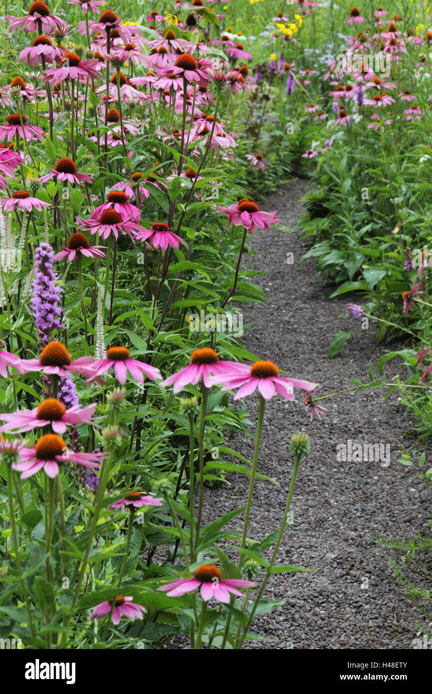 cone flower, blossom, pink, plant, medicinal plants, garden, gravel way, Stock Photo