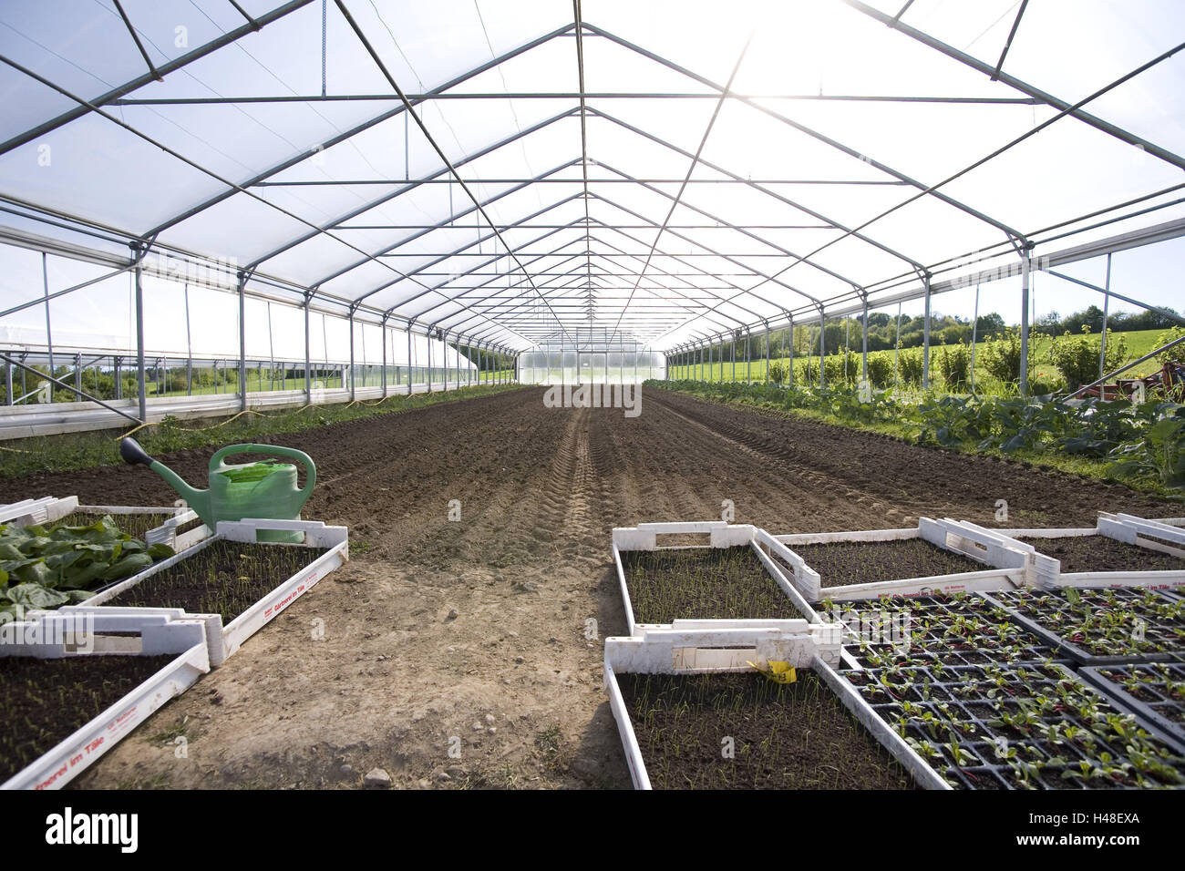 Greenhouse, inside, hothouse, market garden, cultivation, cultivation, plants, vegetables, vegetable plants, the sun, growth, brightly, sunny, flooded with light, protected, greenhouse, roofs, watering can, solar irradiation, Setzlinge, cast, grow, Stock Photo
