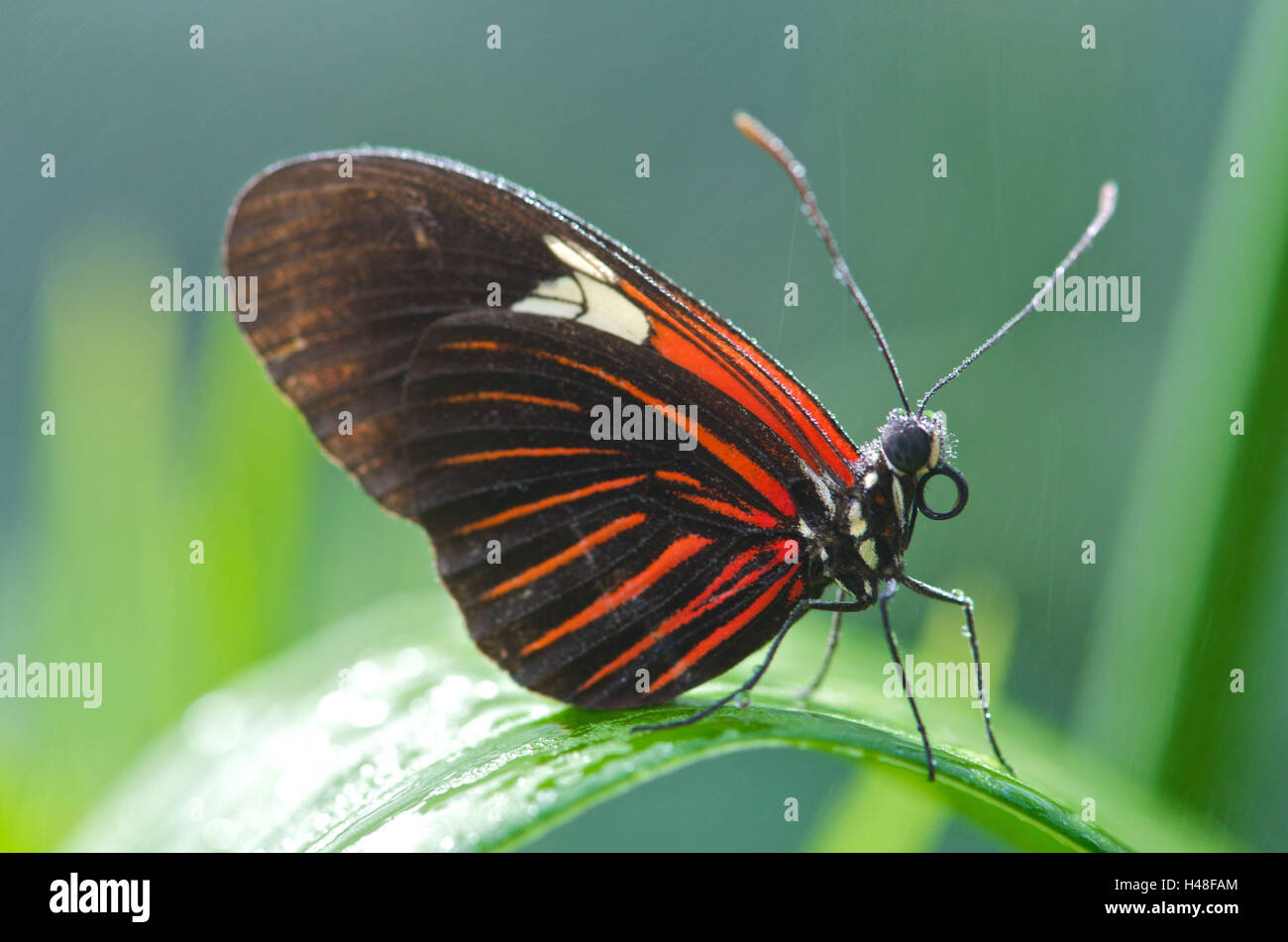 Butterfly, red, black, folded wings, rain, Stock Photo