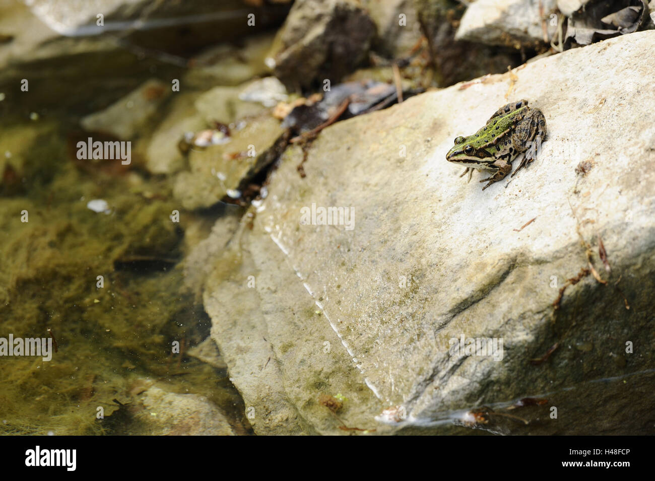 Grass frog, Rana temporaria, stone, shore, water, side view, sitting, Stock Photo