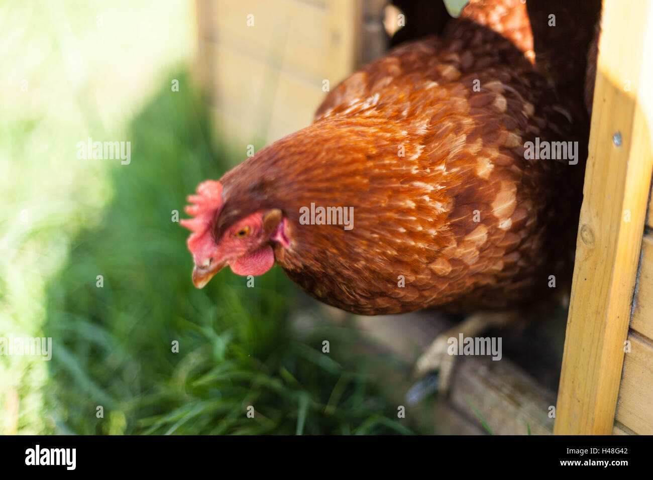 Free range chickens, Lincolnshire, England Stock Photo
