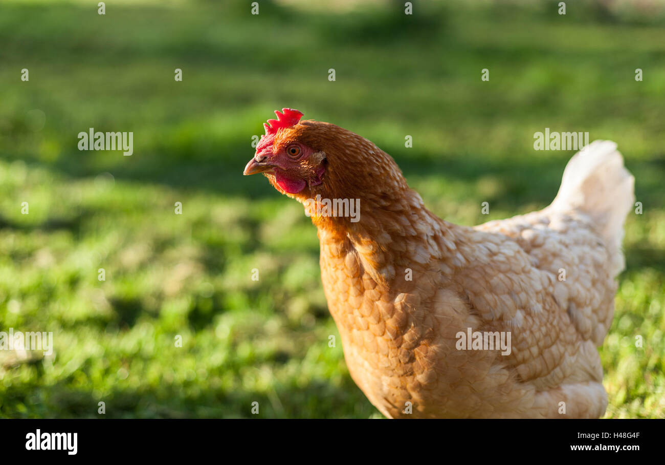 Free range chickens, Lincolnshire, England Stock Photo