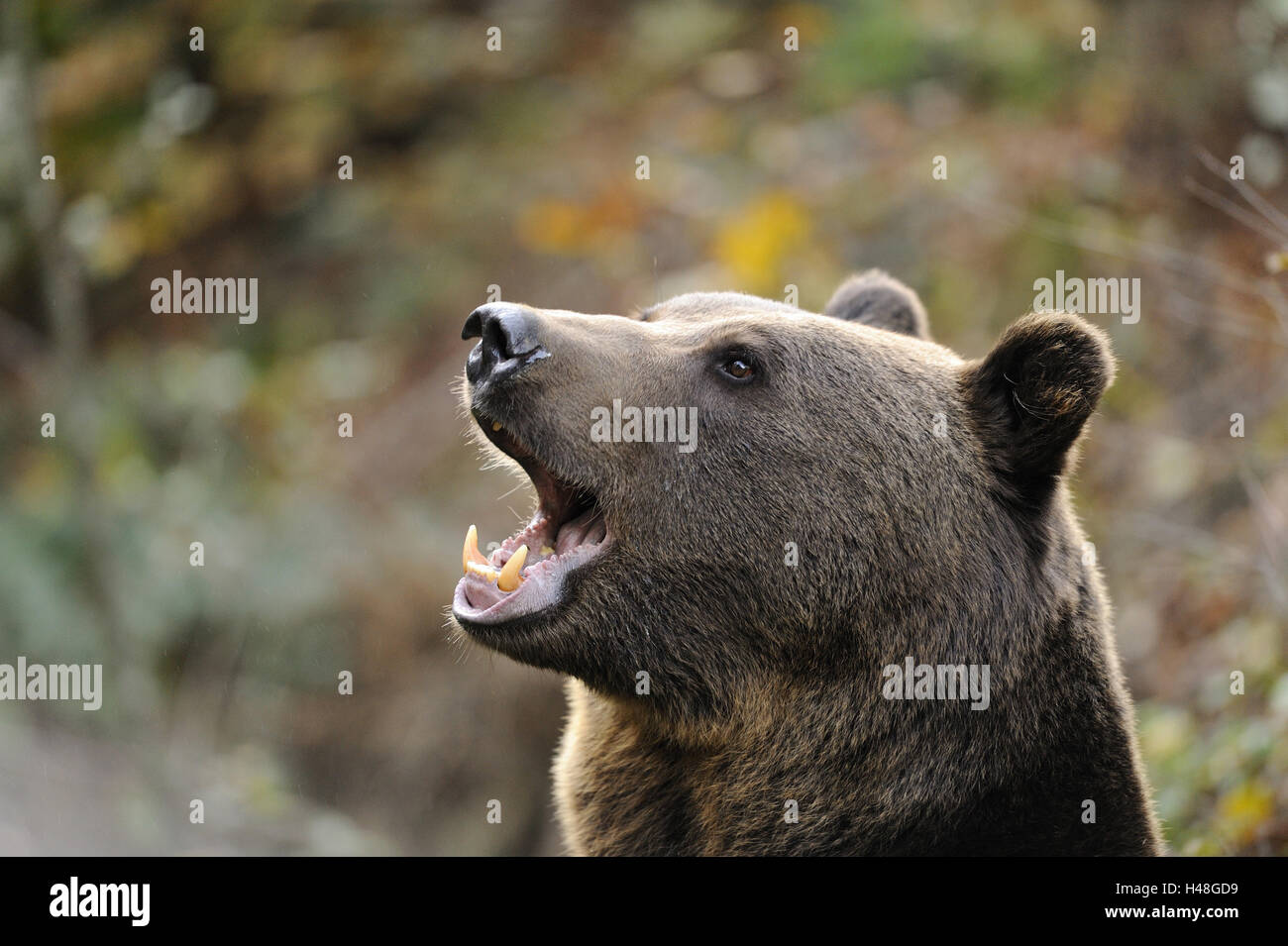 European brown bear, Ursus arctos arctos, portrait, at the side Stock ...