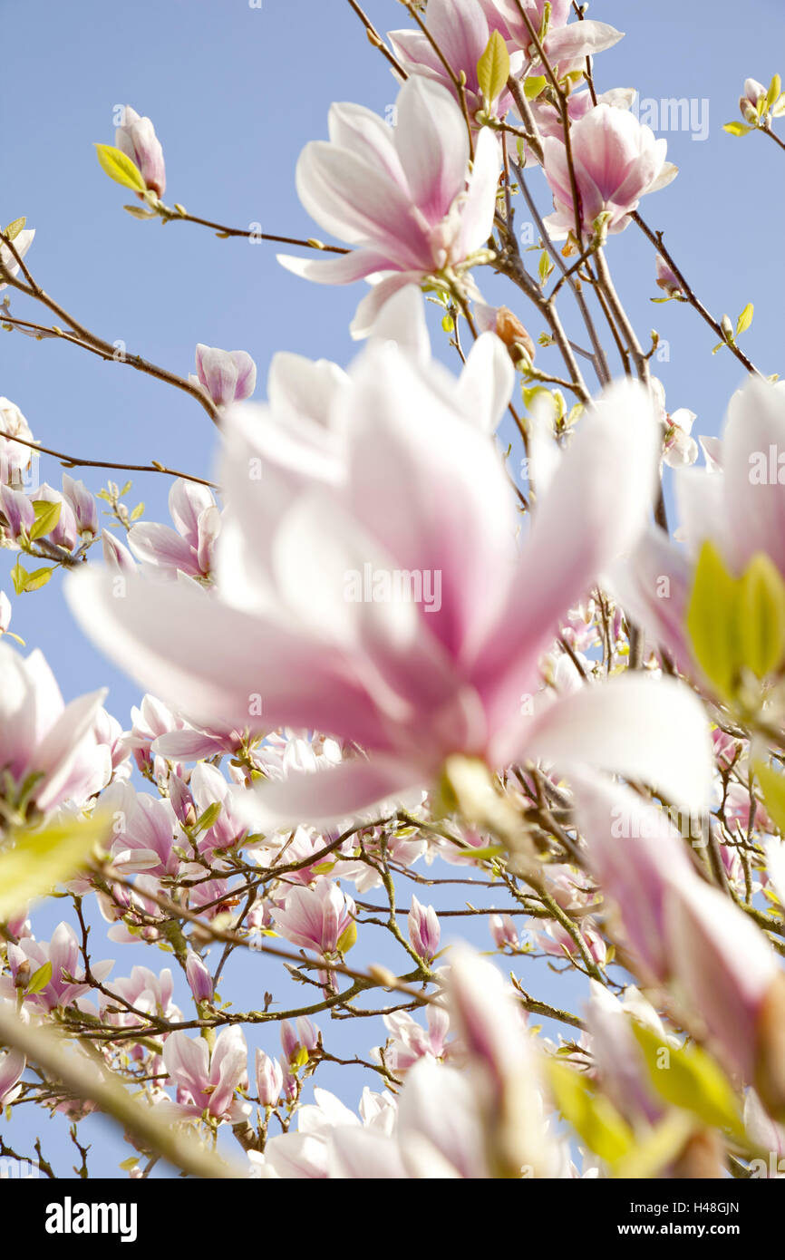 Tree, magnolia blossoms, spring, blossoms, magnolia, Germany, outside, Europe, blossoming of a tree, botany, blossom, flora, ornamentally, spring messengers, plants, botany, pink, flowerage, season, Liliflora, garden culture, garden joy, magnolia blossom, Stock Photo