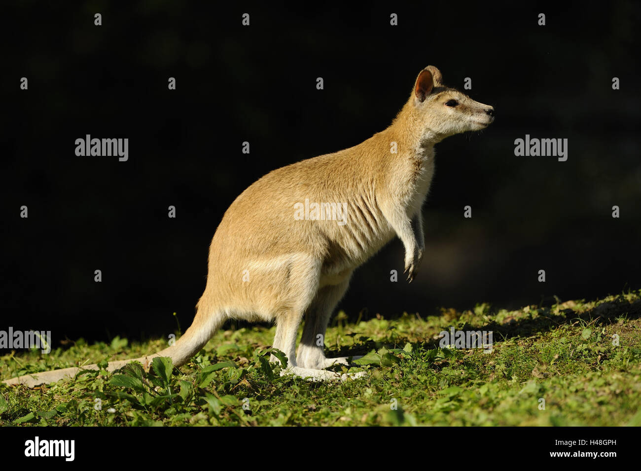 Flinkwallaby, meadow, at the side, Stock Photo