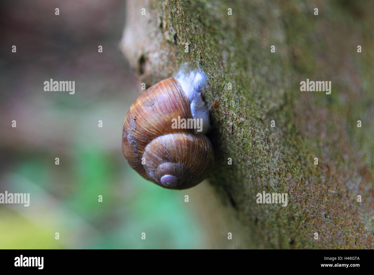 Edible snail in the hibernation, Stock Photo