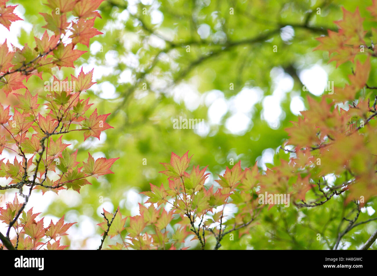 Siebolds maple, leaves, Stock Photo