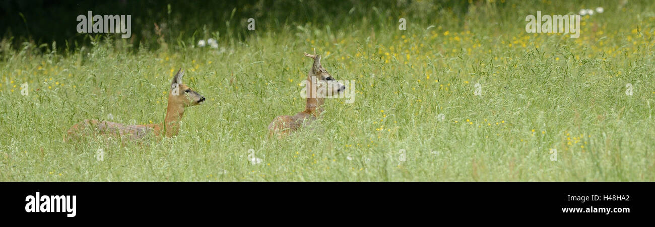 Venisons, Capreolus capreolus, meadow, at the side, stand, Stock Photo