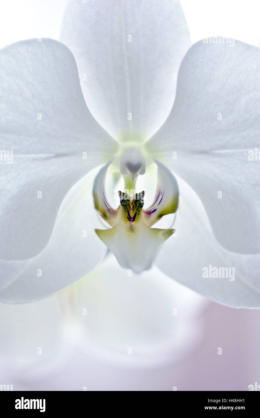 Orchid, white blossom, close-up, Stock Photo