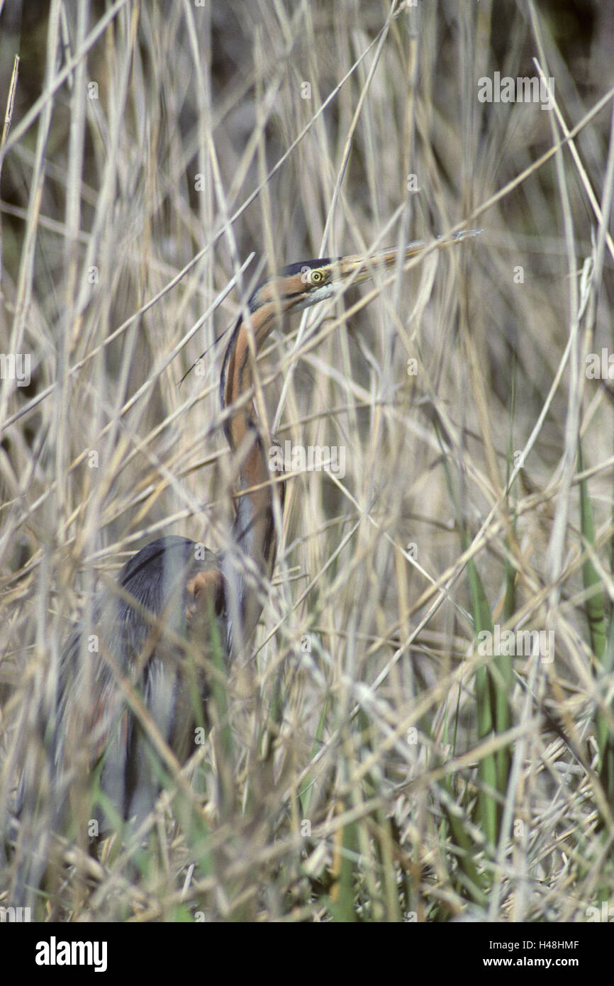 Magenta herons, Ardea purpurea, reed, stand Stock Photo - Alamy