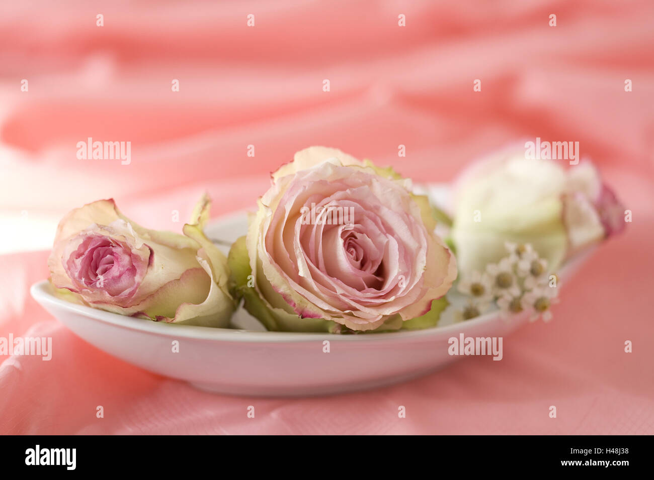 Pink roses in white porcelain peel on salmon-coloured ceiling, Stock Photo