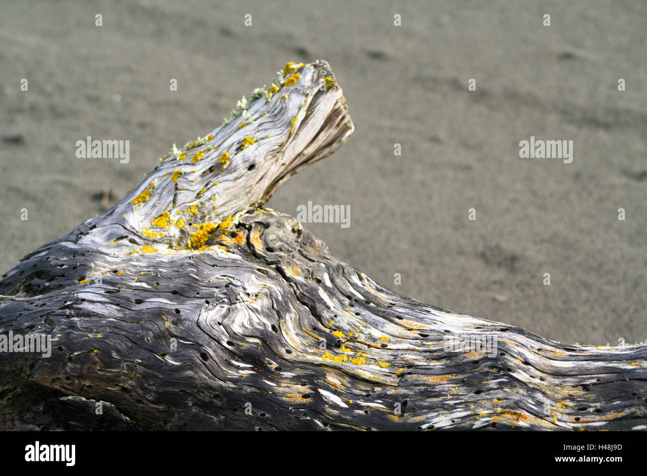 New Zealand, north island, fox terrier tone Beach, flotsam and jetsam