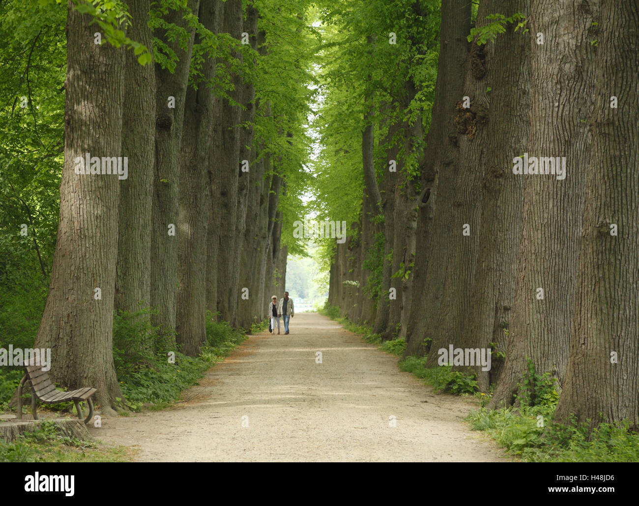 Germany, Schleswig - Holstein, Eutin, lime avenue in the lock garden, Stock Photo