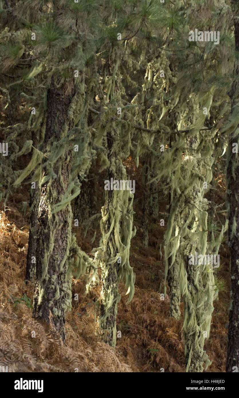 Spain, grain Canaria, lichens, barber's itches, Usnea barbata, with Vega de San Mateo, Stock Photo