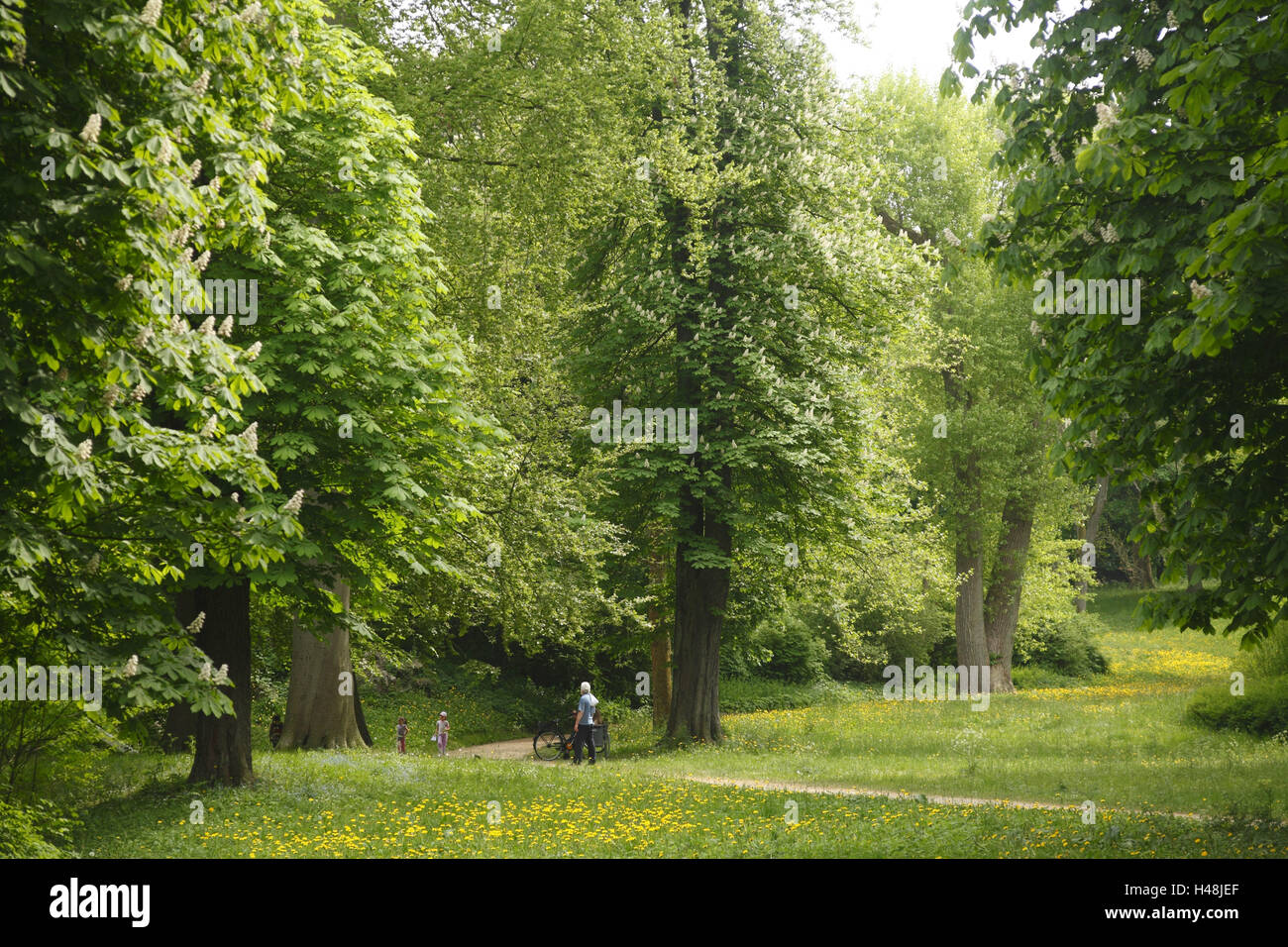 Germany, Schleswig - Holstein, Eutin, trees in the lock garden, Stock Photo