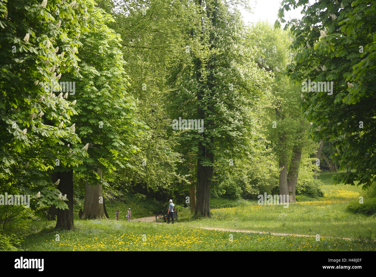 Germany, Schleswig Holstein, Eutin, trees in the lock garden Stock