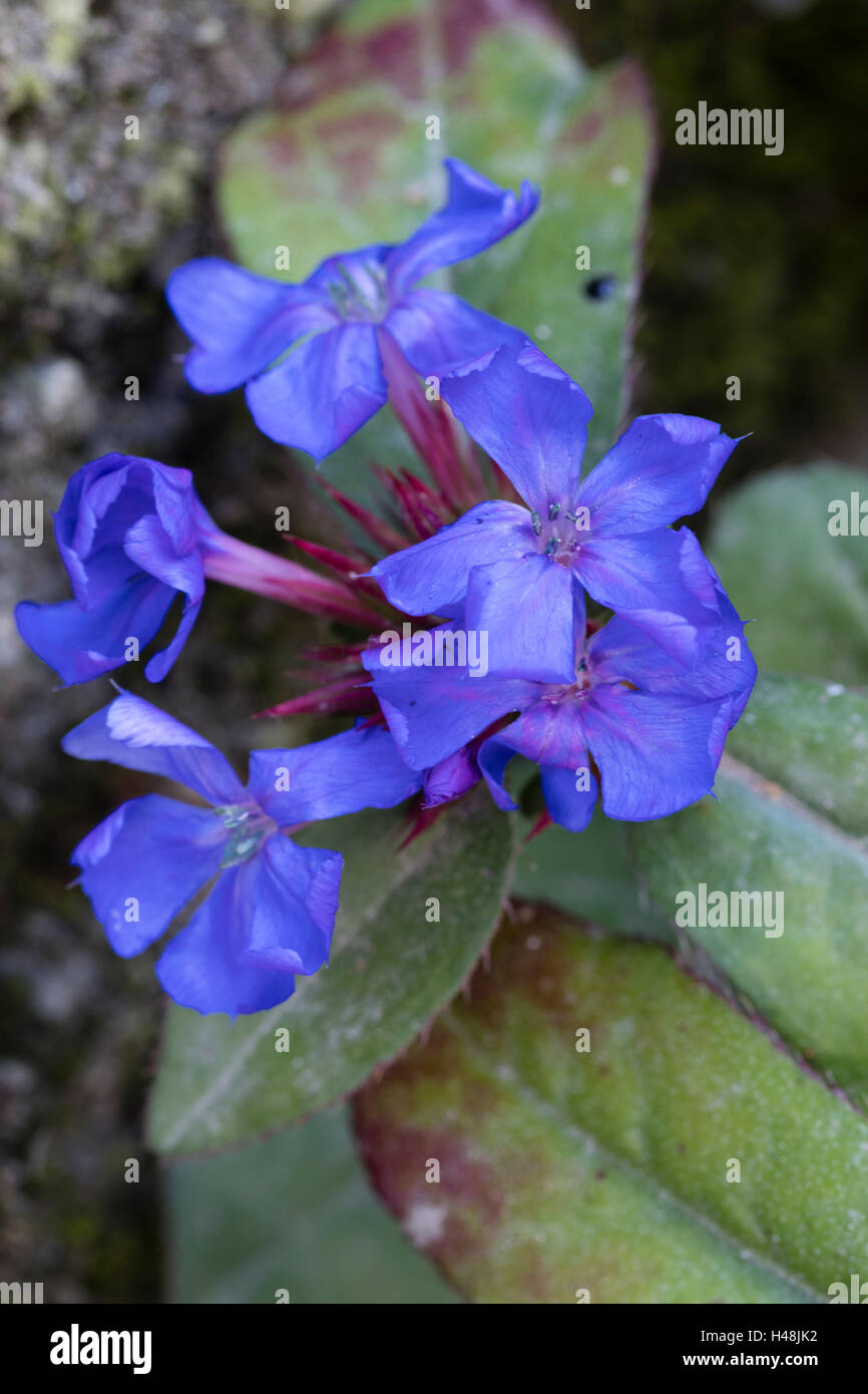 Blue flowers of the autumn blooming hardy shrub, Ceratostigma plumbaginoides Stock Photo