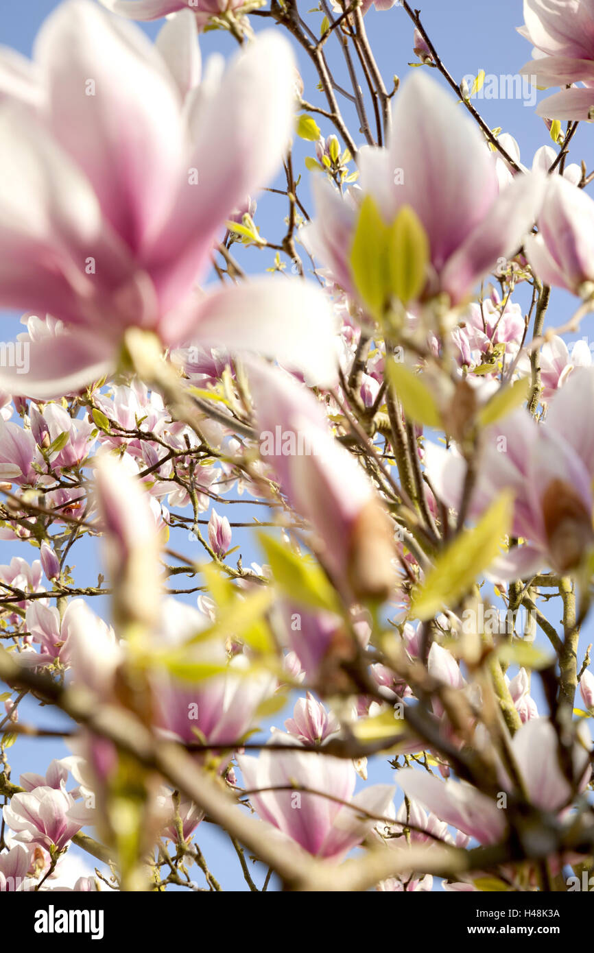 Tree, magnolia blossoms, spring, blossoms, magnolia, Germany, outside, Europe, blossoming of a tree, botany, blossom, flora, ornamentally, spring messengers, plants, botany, pink, flowerage, season, Liliflora, garden culture, garden joy, magnolia blossom, Stock Photo